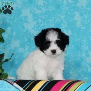 Jenny, Maltipoo Puppy